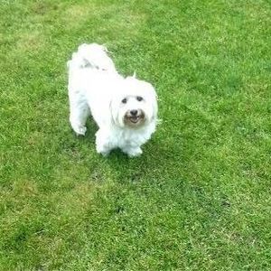 Meet your Posher, Dawn