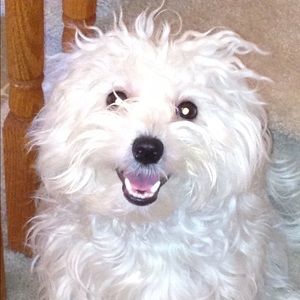 Meet your Posher, Barry