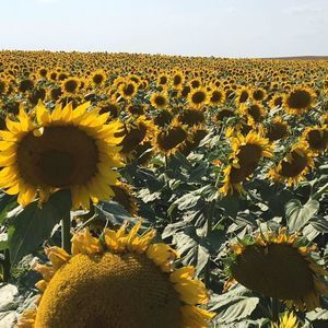 Meet your Posher, Jeri