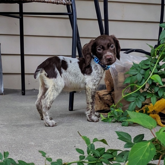 Meet your Posher, Holly - Picture 4 of 8