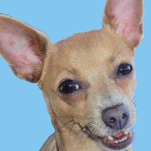 Meet your Posher, Shelley