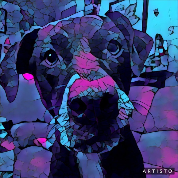 Meet your Posher, Elena - Picture 2 of 2