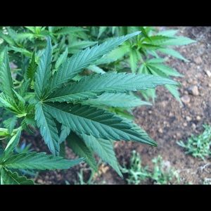 Meet your Posher, Mariah