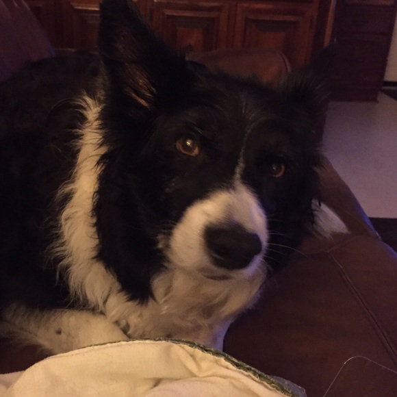 Meet your Posher, Holly - Picture 2 of 3