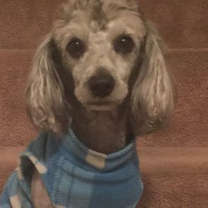 Meet your Posher, Elsa clara