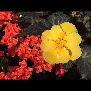 Meet your Posher, Yaz