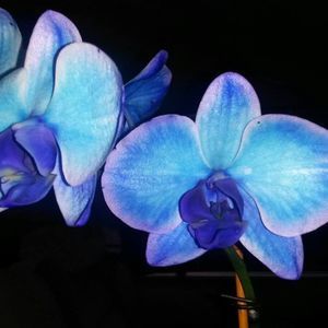 Meet your Posher, Kellie