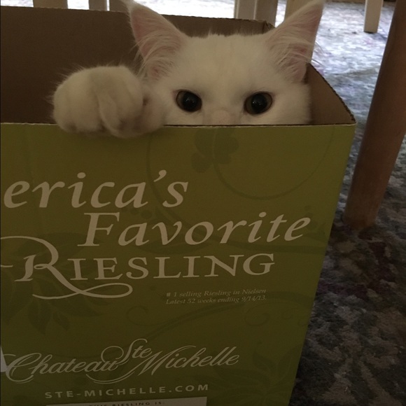 Marilyn Perez - Picture 2 of 4