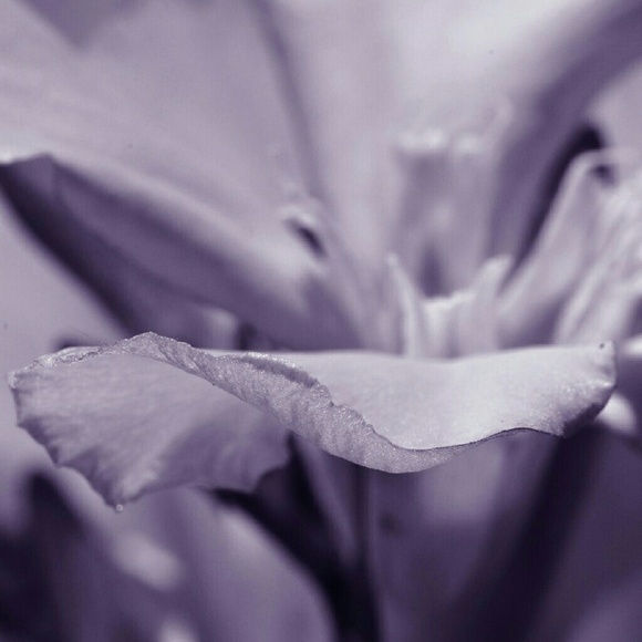 Meet your Posher, Rebecca - Picture 1 of 1