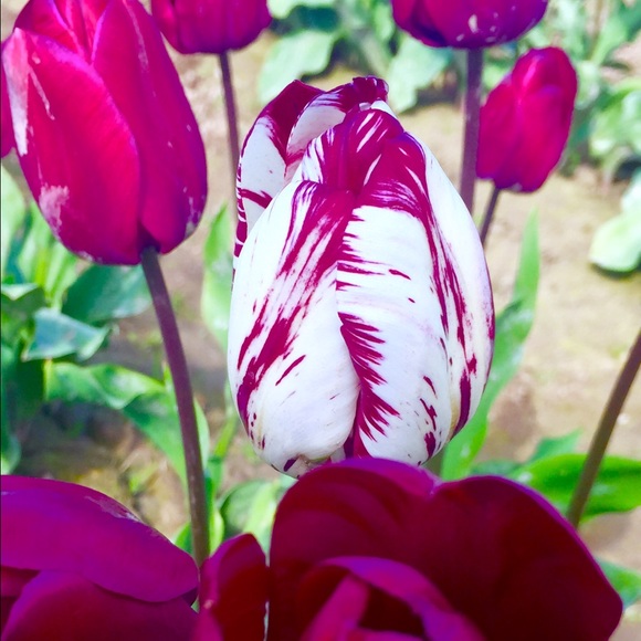 Meet your Posher, Cara-donne - Picture 1 of 1