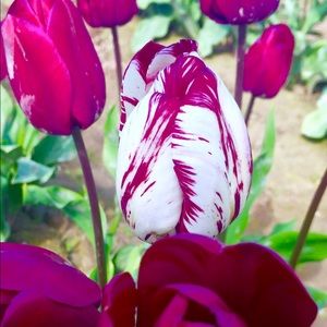 Meet your Posher, Cara-donne