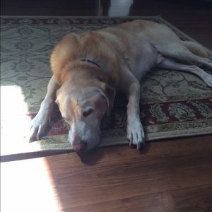 Meet your Posher, Ava