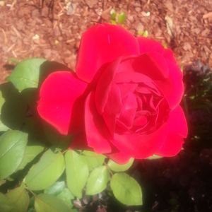 Meet your Posher, Shay