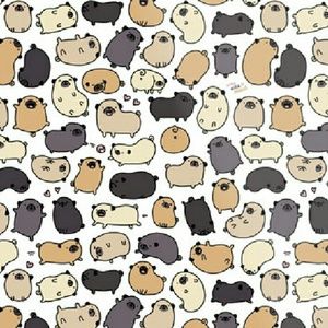 Meet your Posher, Grace