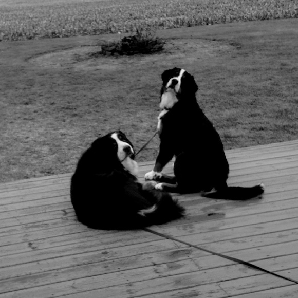 Meet your Posher, Kimberly - Picture 3 of 6