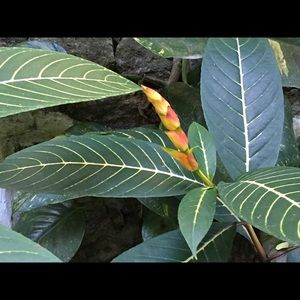 Meet your Posher, Penny