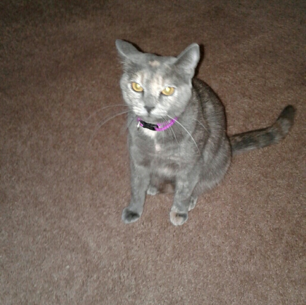 Meet your Posher, Michelle