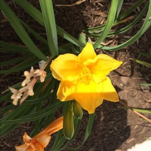 Meet your Posher, Jacqueline