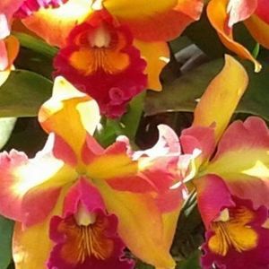 Meet your Posher, Marisol