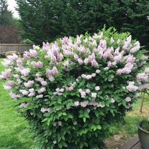 Meet your Posher, Denyse