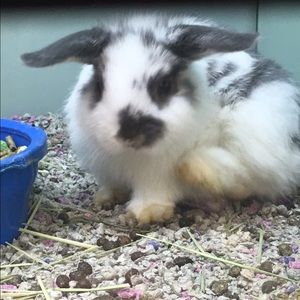 Meet your Posher, Morgan