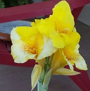 Meet your Posher, Tonya