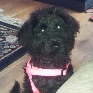 Meet your Posher, Diana