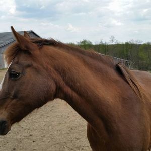 Meet your Posher, Joann