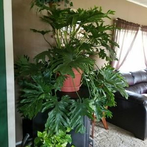 Meet your Posher, Brenda