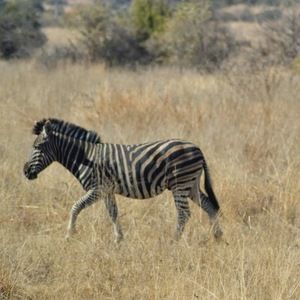 Meet your Posher, Drea