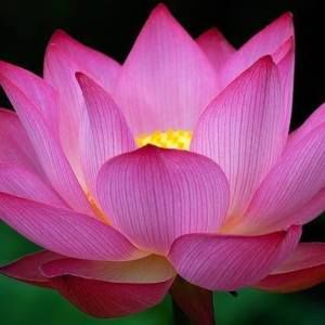 Meet your Posher, Jayne