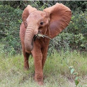 Meet your Posher, Leslie