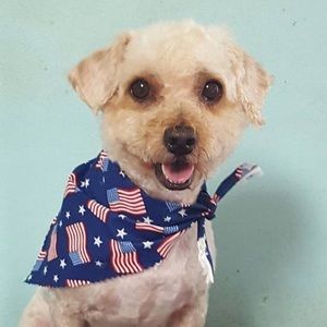 Meet your Posher, Morgan