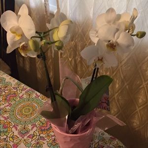 Meet your Posher, Brenda