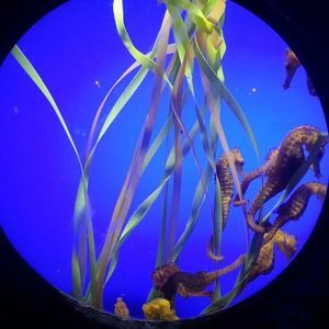 Meet your Posher, Drioux