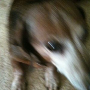 Meet your Posher, Therese