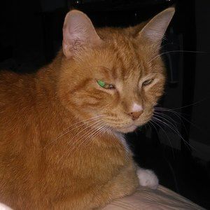 Meet your Posher, Cheryl