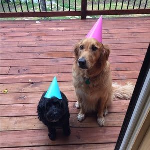 Meet your Posher, Taylor