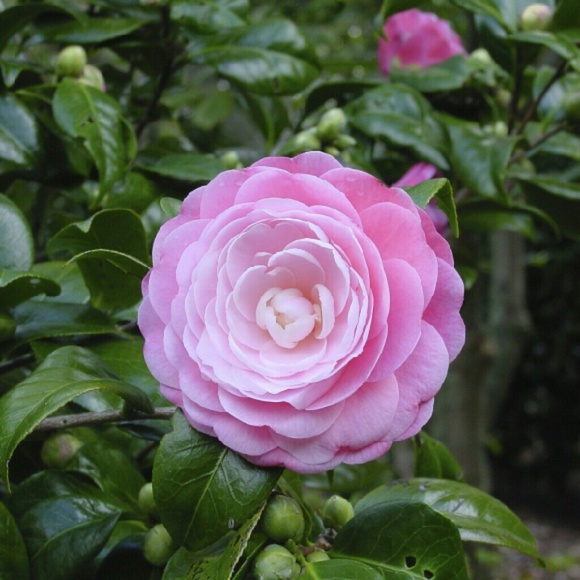 Meet your Posher, Camelia - Picture 2 of 2