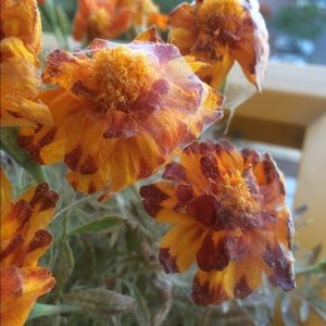 Meet your Posher, Ruth