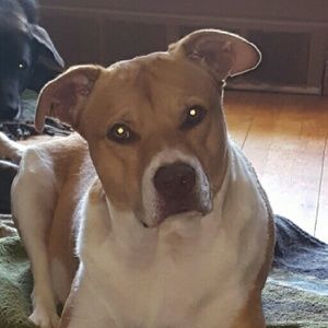 Meet your Posher, Sammy