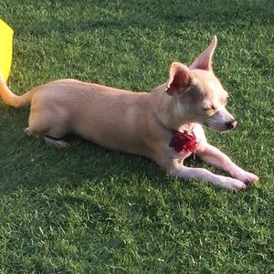 Meet your Posher, Allison