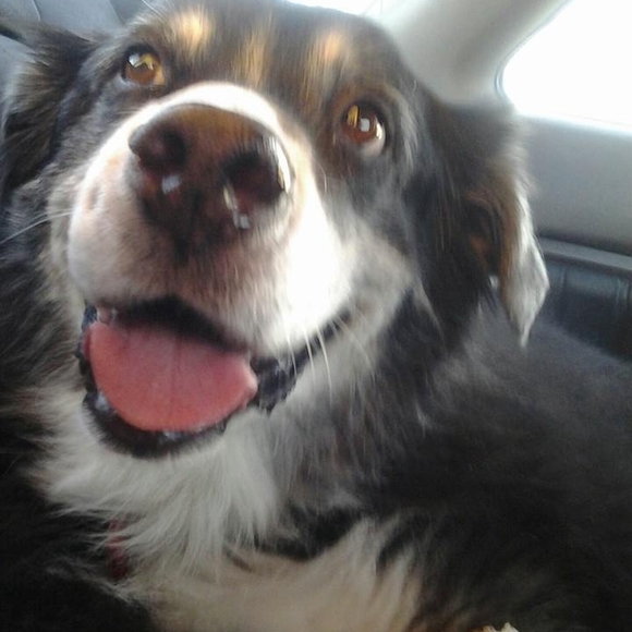 Meet your Posher, Jessie - Picture 1 of 1