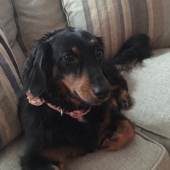 Meet Lola!