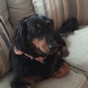 Meet Lola!