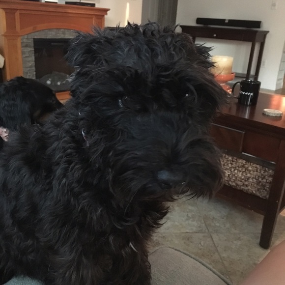 Meet Ozzie!