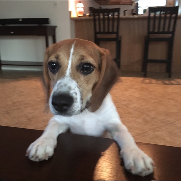 Meet Bella!