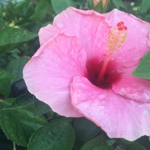 Meet your Posher, Audrey