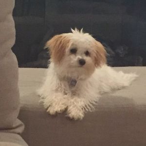 Meet your Posher, Hannah