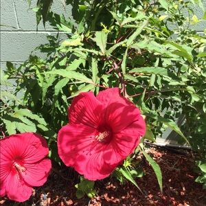 Meet your Posher, Deanna